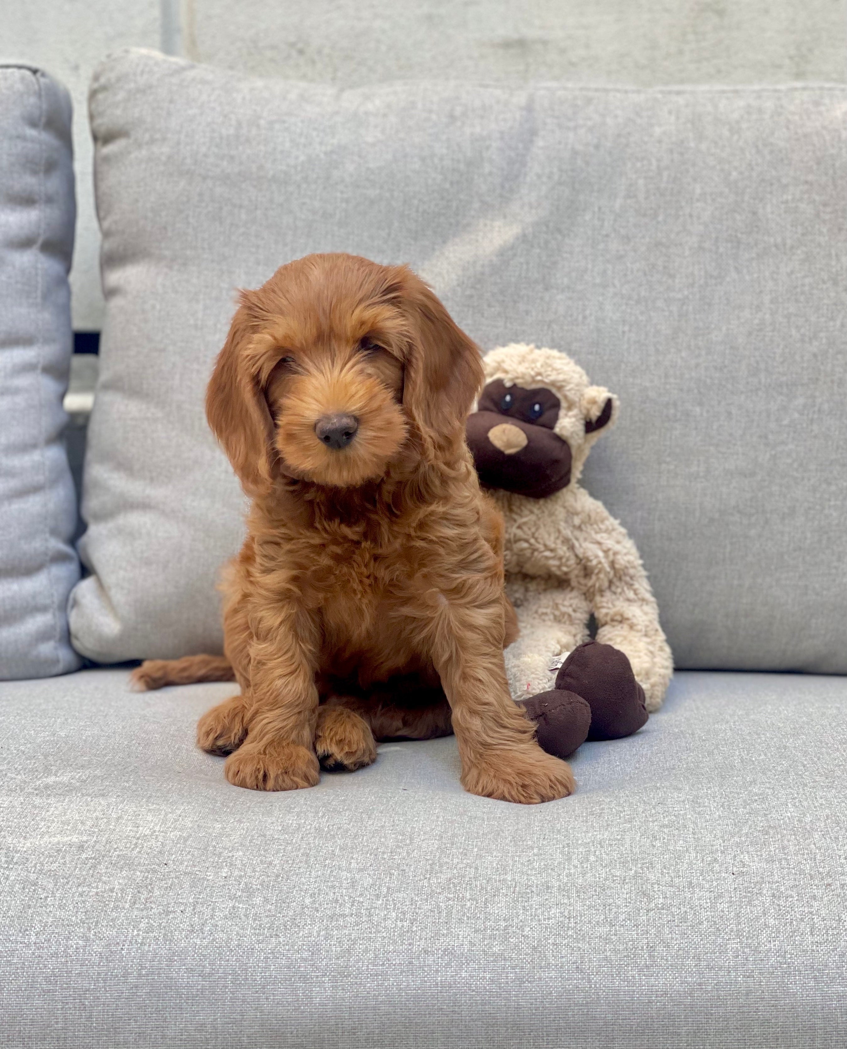 Waarom kan een jonge hond nog niet zoveel lopen? 🐾